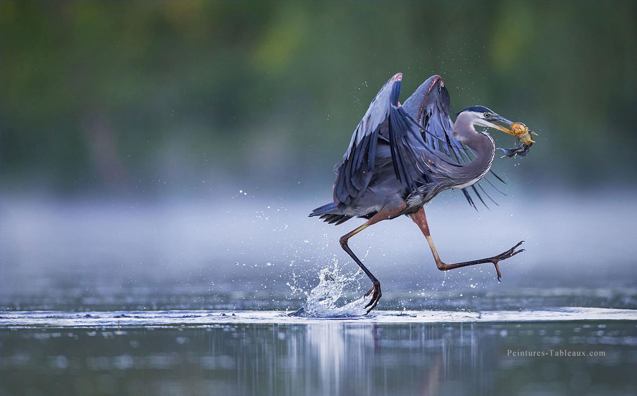 photographie réaliste 14 oiseau de chasse Peintures à l'huile